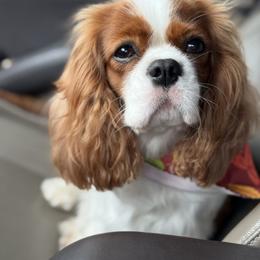 Peaches - Cavalier King Charles Spaniel