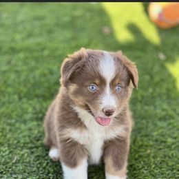 Miniature Australian Shepherd Puppies from Nasser Mini Aussies