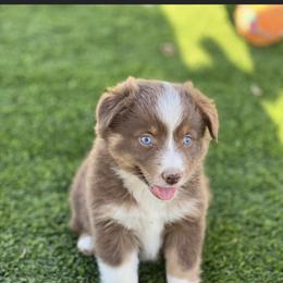 Miniature Australian Shepherd Puppies from Nasser Mini Aussies