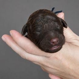 Black collar - Chocolate male Goldendoodle puppy in Christiana, Tennessee from Rechlicz Family Doodles