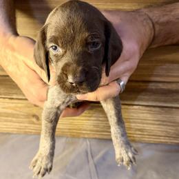 Light Blue - Liver roan male German Shorthaired Pointer puppy in Laurel, Montana from Upland Points Gun Dogs