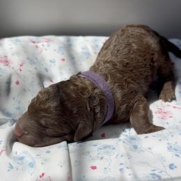 Juniper (Junie) - Chocolate female Labradoodle puppy in Stamford, Connecticut from Doodles of CT