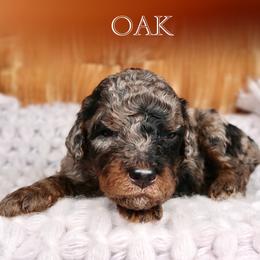 Oak - Merle male Bernedoodle puppy in Bowling Green, Ohio from Windy Creek Doodles