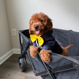 Jacob - Red  male Goldendoodle puppy in Germantown, Maryland from Honey Blossom Doodles