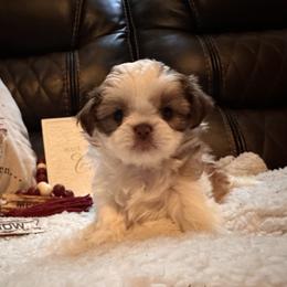 Shih Tzu Puppies from Wood Foo Breeders