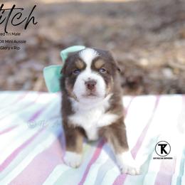 Hitch RTM4 - Red tri male Miniature Australian Shepherd puppy in Nacogdoches, Texas from TK Standard, Mini, & Toy Aussies