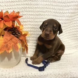 Blue Collar - Red and rust male Doberman Pinscher puppy in New Haven, Indiana from Desire Dobermans