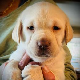 Meadow - Yellow female Labrador Retriever puppy in Penn Valley, California from High Quality Labrador Retrievers and French Bulldogs