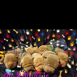 Chinese Shar-Pei Puppies from Ola & Olivia's Shar Pei