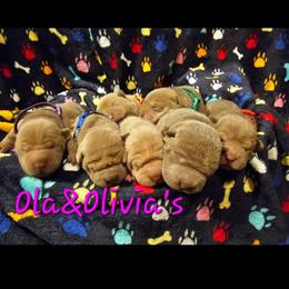 Chinese Shar-Pei Puppies from Ola & Olivia's Shar Pei