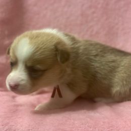 Red collar female cat looks - Fawn female Pembroke Welsh Corgi puppy in Oxford, Pennsylvania from K&S Quality Pembroke Welsh Corgi’s