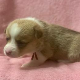 Red collar female cat looks - Fawn female Pembroke Welsh Corgi puppy in Oxford, Pennsylvania from K&S Quality Pembroke Welsh Corgi’s