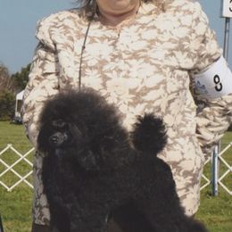 Poodles from Omar's Poodles