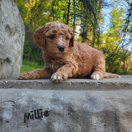 Millie - Red  female Goldendoodle puppy in Fairmont, West Virginia from Mountainside Doodles, LLC