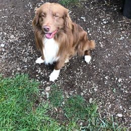 Pumpkin - Australian Shepherd