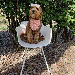 Aussiedoodle and Goldendoodle Puppies from Garside Doodles