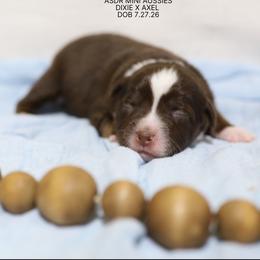 Sassy Red Tri Female - Red tri female Miniature Australian Shepherd puppy in Nacogdoches, Texas from TK Standard, Mini, & Toy Aussies