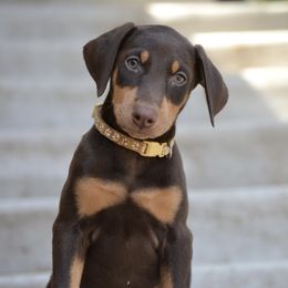 Doberman Pinscher Puppies from Obsidian Kennels