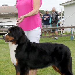 Bernese Mountain Dogs from Bugziere Bernese Mountain Dogs