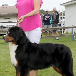 Bernese Mountain Dogs from Bugziere Bernese Mountain Dogs
