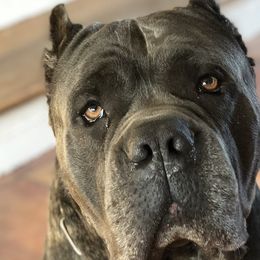 Cane Corso and Lowchen from Potrero Performance Dogs