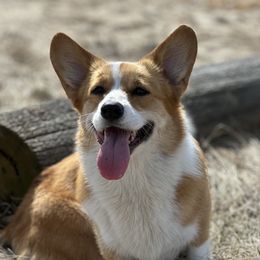 LOVE BUG - Pembroke Welsh Corgi
