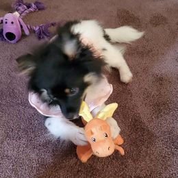 Pomeranians from Grimm Pomeranian