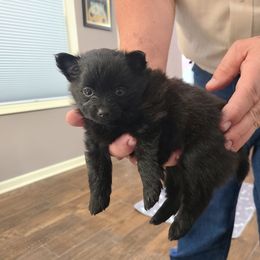 Pomeranian Puppies from Merri's Pom's