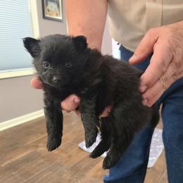 Pomeranian Puppies from Merri's Pom's