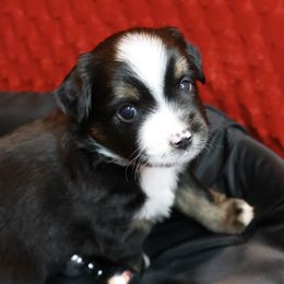 Winter - Black tri male Toy Australian Shepherd puppy in Albia, Iowa from J Bar M Toy and Mini Aussies