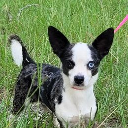 Walter - Chihuahua