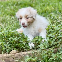 Sammie - Red merle female Australian Shepherd puppy in Asheboro, North Carolina from FairWilde