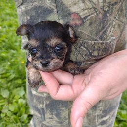 Companion Cross, Havanese, Mal-Shi, Maltese, Maltipoo, Morkie, and Shih Tzu Puppies from Seeking Shalom Acres Maltese, Maltipoos & Havamalts
