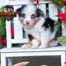 Reign - Blue merle male Miniature American Shepherd puppy in Granbury, Texas from Best Little Aussies
