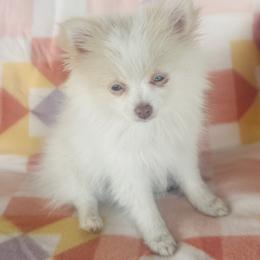 Girl1 - Cream female Pomeranian puppy in Oklahoma from DRB Dachshunds