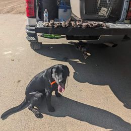 Dilute Retriever and Labrador Retriever Puppies from SmoKy Hills Labradors