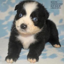 Boone - Black & white male Miniature Australian Shepherd puppy in Patterson, North Carolina from DreamLine Aussies