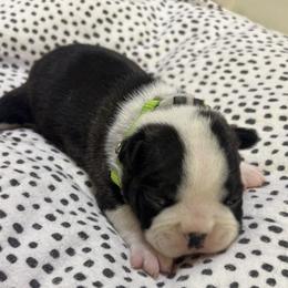 Toby - Brindle and white male Boston Terrier puppy in Alabama from Southern Bulldogs