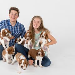 Welsh Springer Spaniel Puppies from Tropic Welsh Springer Spaniels