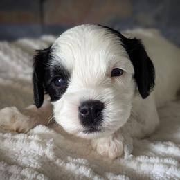 Tri Color Boy-3 - Tri-color male Cavapoo puppy in San Diego, California from WW Cavapoos