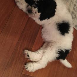 Bernedoodle and Poodle Puppies from Sunset Family Farm