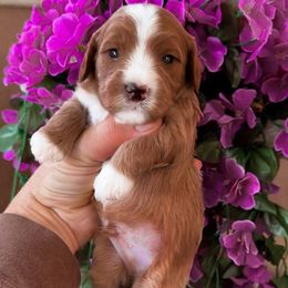 Brian - Red male Cavapoo puppy in Salt Lake City, Utah from SunnySide Mini Doodles