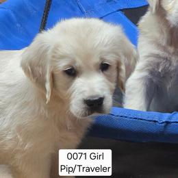 Pip girl 3 - Light golden female Golden Retriever puppy in Niles, Michigan from Composer Goldens