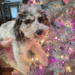 Spooky - Cockapoo