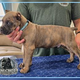 Maverick - Gray brindle male Cane Corso puppy in Warren, Ohio from Northeast Ohio Cane Corso