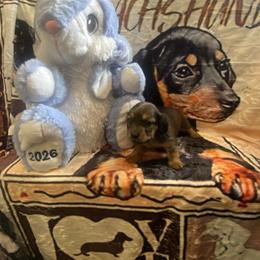 SAJA Boy - Black and tan male Dachshund puppy in Elizabethtown, Kentucky from Teeny Tiny Puppy Tails