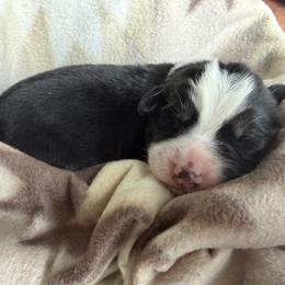 Girl 2-Black Tri - Black tri-color female Australian Shepherd puppy in Mayfield, Kentucky from Hamilton Farms