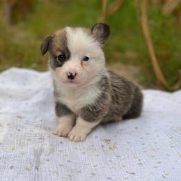 Banner - Sable male Pembroke Welsh Corgi puppy in Hope, Arkansas from Foxy Knoll Farm