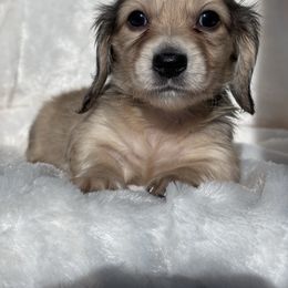 Latte - Cream female Dachshund puppy in Murrieta, California from Dash of Love