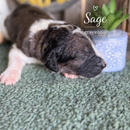 Sage-Gray collar - Merle male Saint Berdoodle puppy in Paw Paw, Michigan from ProAct Canines